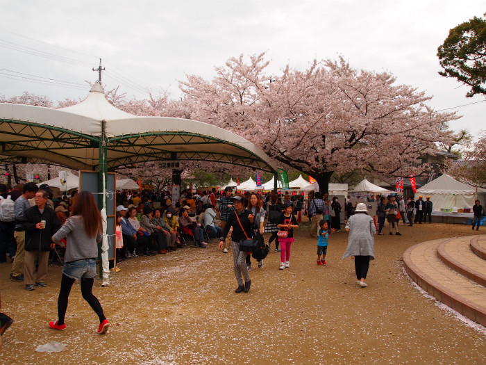 岩倉桜まつり2015